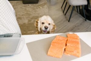 dog looking at salmon