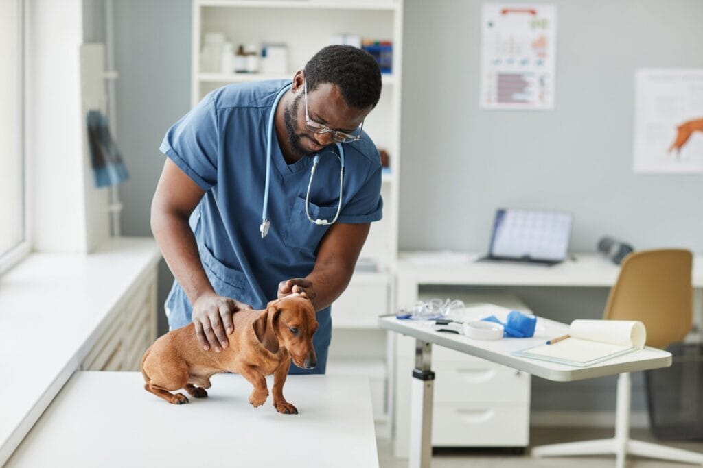 dachshund getting checked by a vet to care for back problems in dachshunds