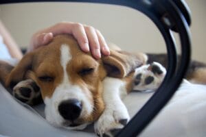 Senior dog in hospice care