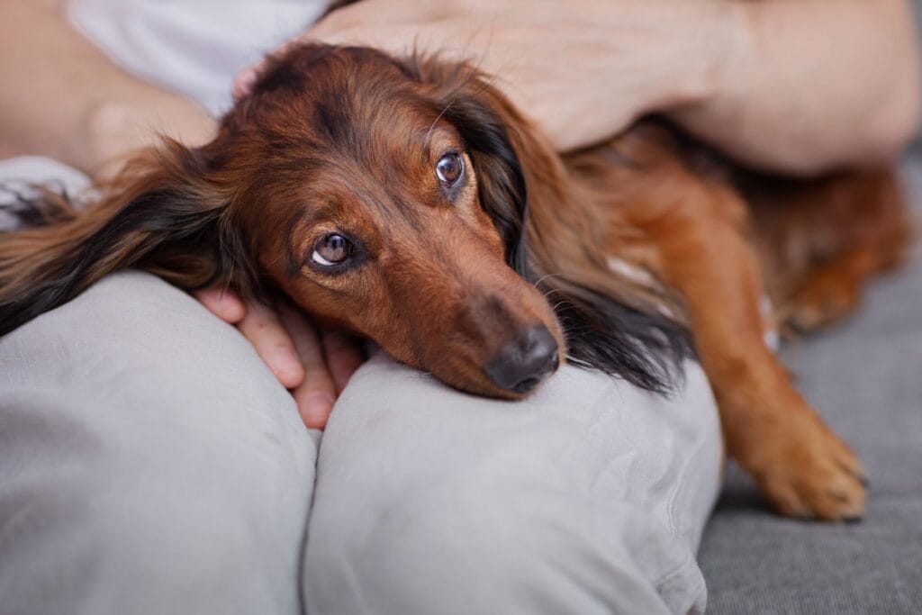 dachshund laying down and facing behavioral problems