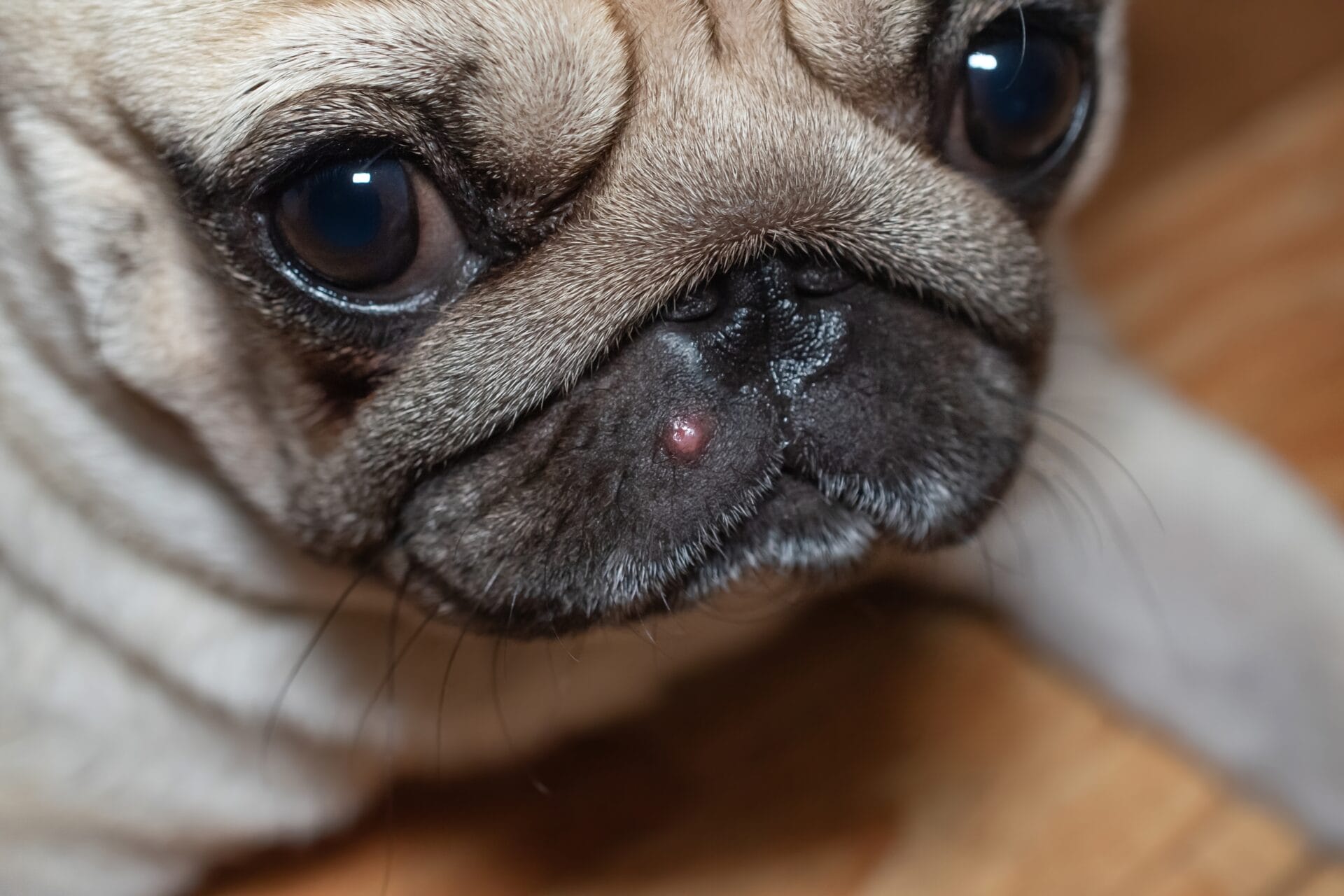 pimple on pug's face