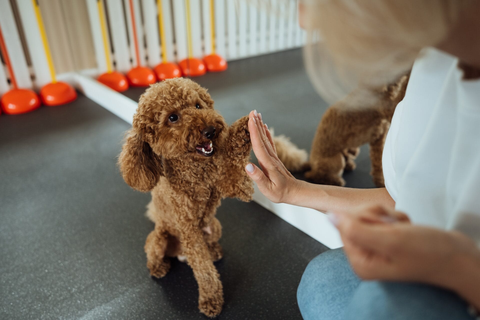 puppy in training