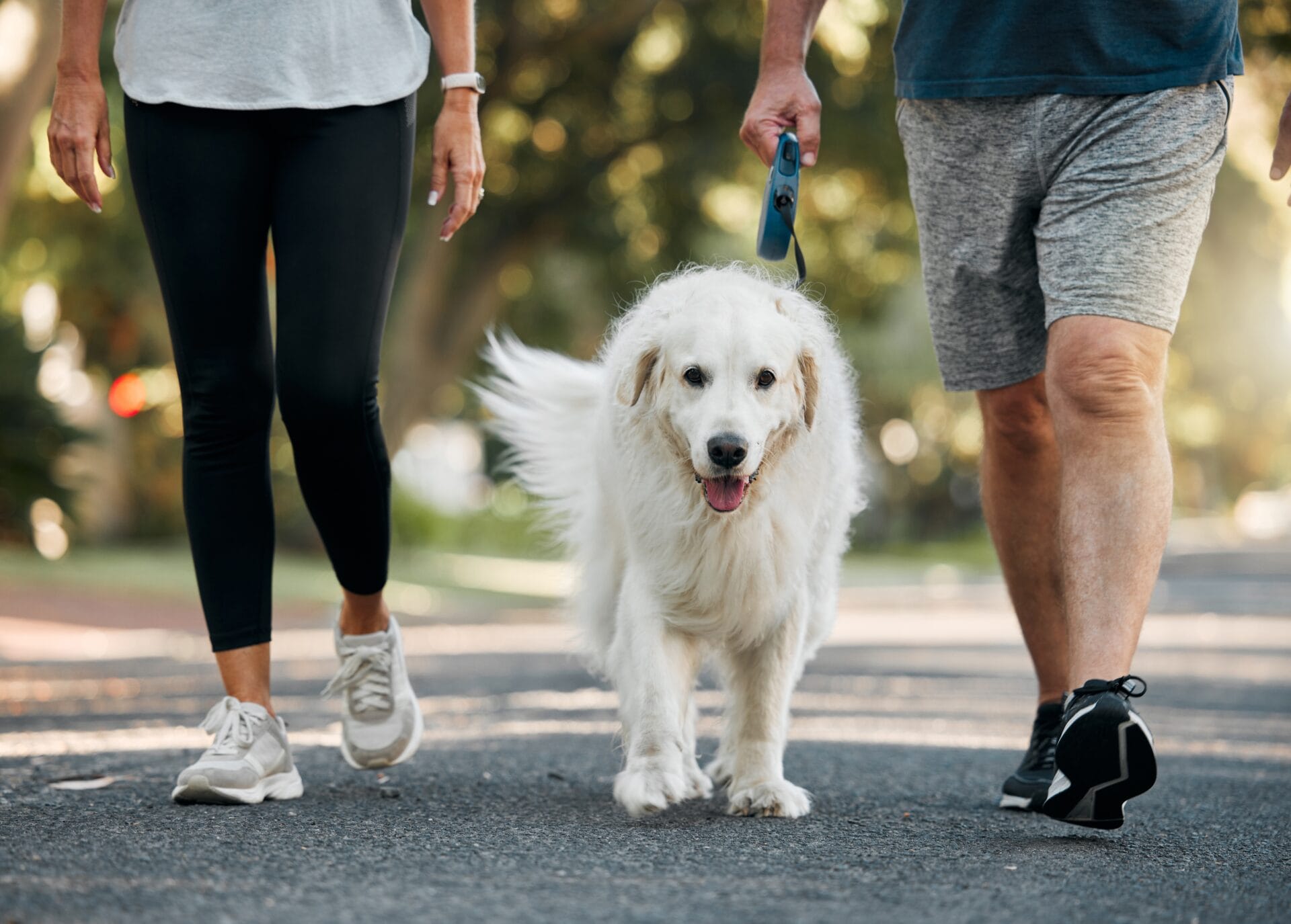 walking senior dog