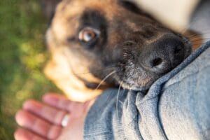 dog biting arm