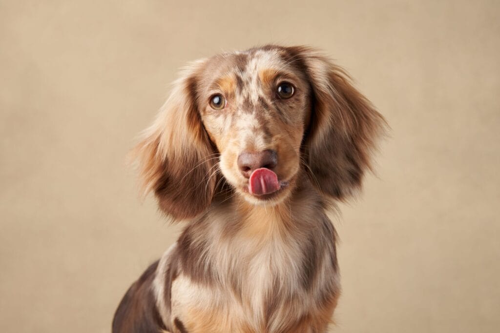 dachshund with tongue out