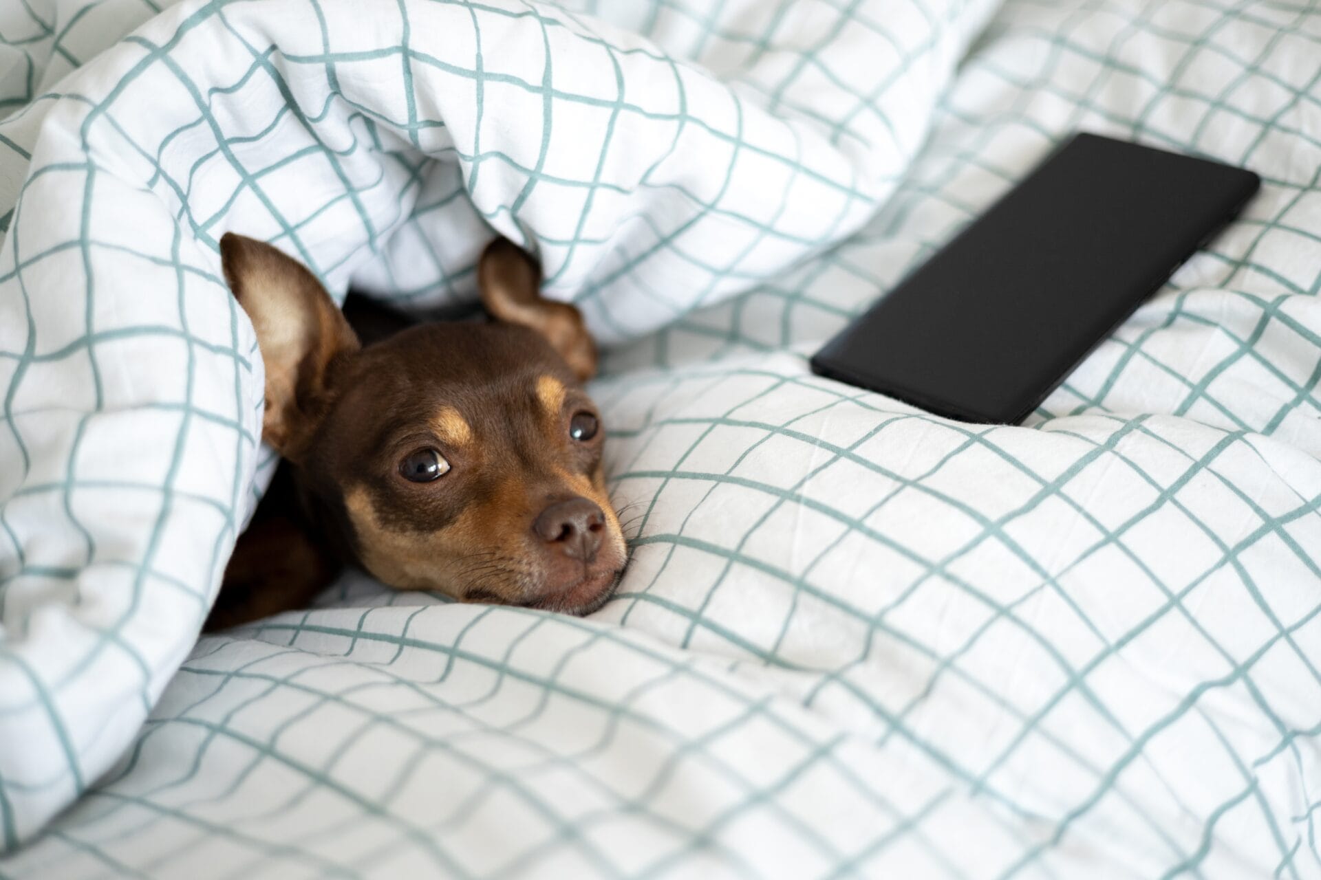 dog waking up in bed