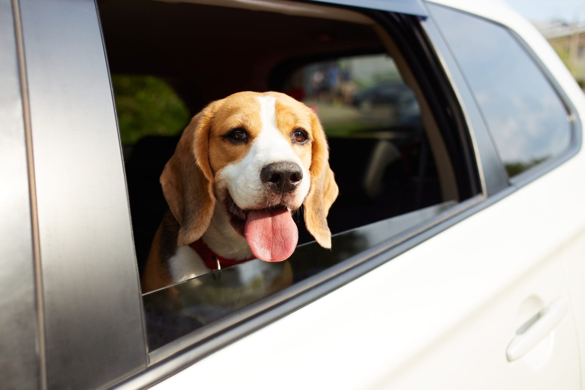 dog in car window