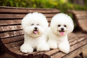 Bichon Frise dogs on park bench