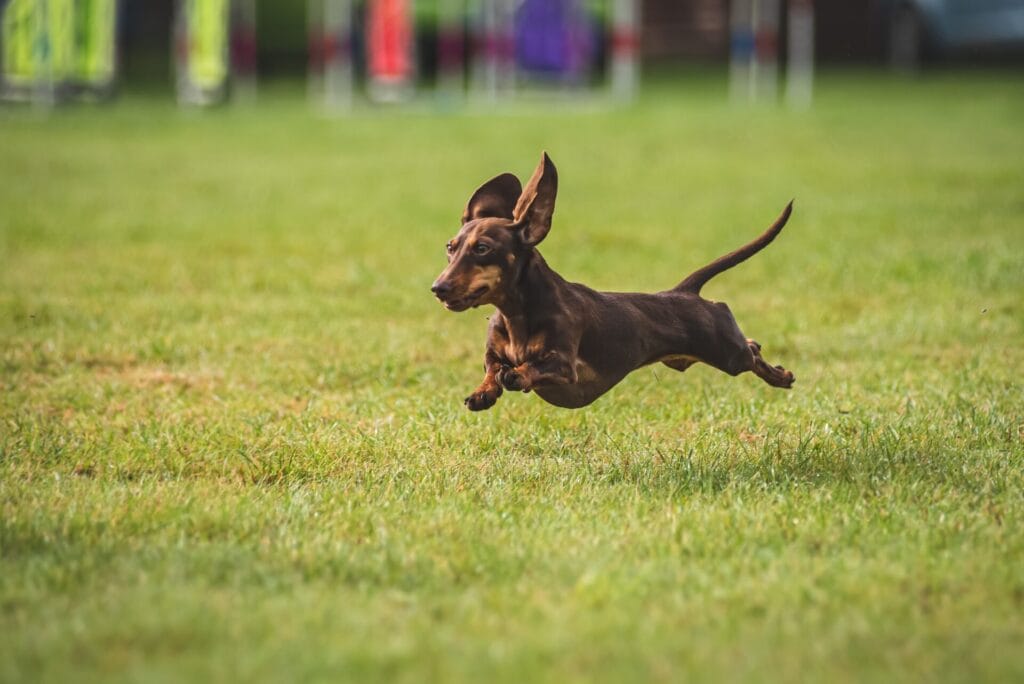 dachshund running to stay fit and avoid back problems in dachshunds