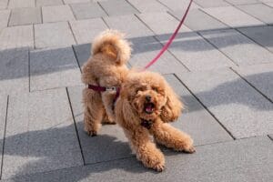 dog barking on walk