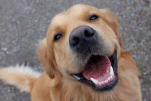 golden retriever smiling