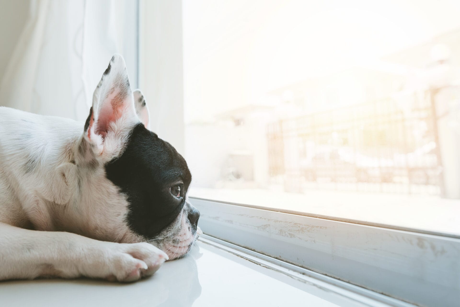 dog waiting for owner