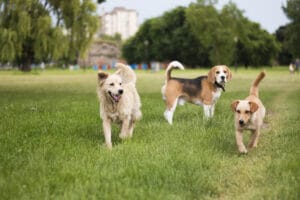 dogs playing together