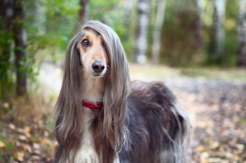 Afghan Hound with side part