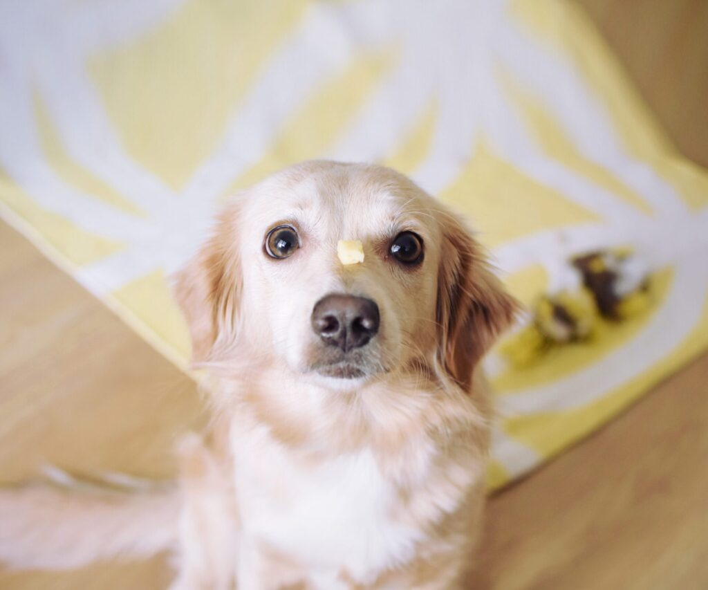 dog sitting with cheese for dogs on their snout