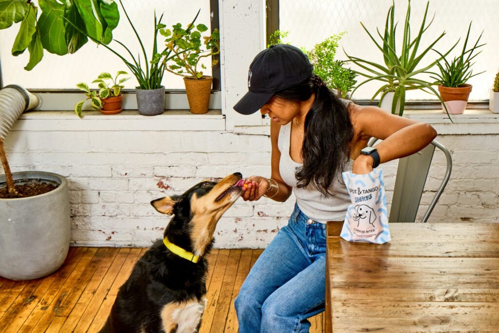 Human feeding Spot & Tango Cheese bites to her dog