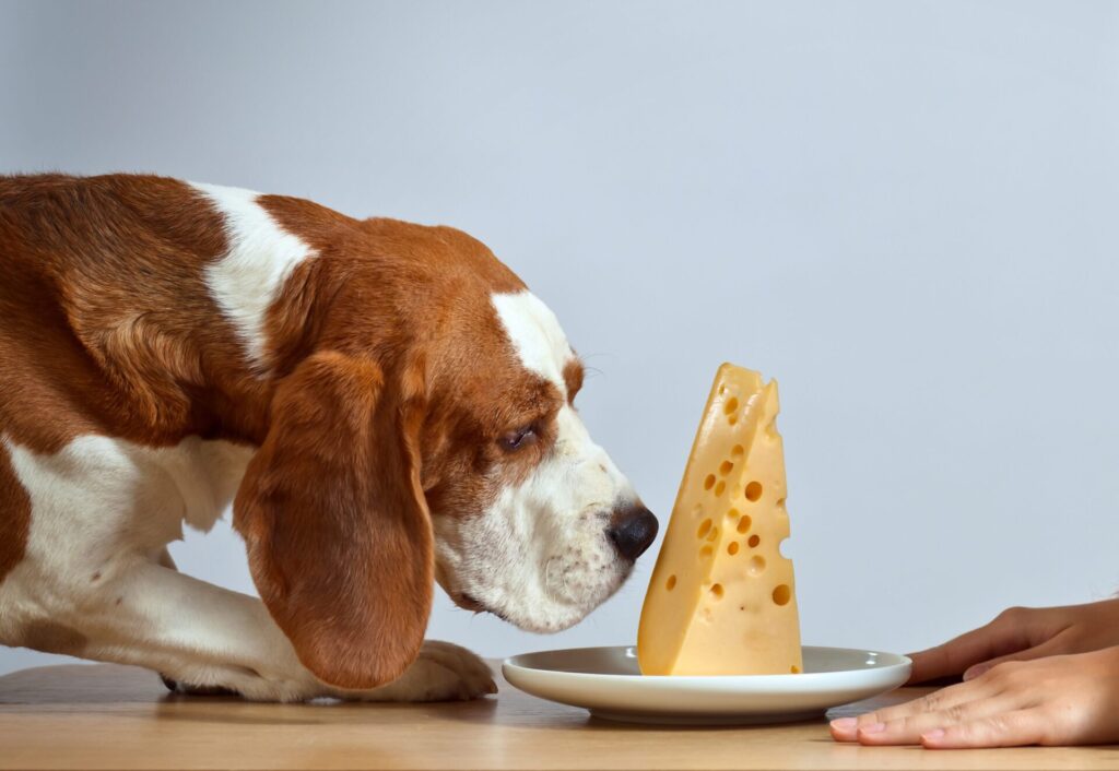 dog sniffing cheese for dogs on a plate