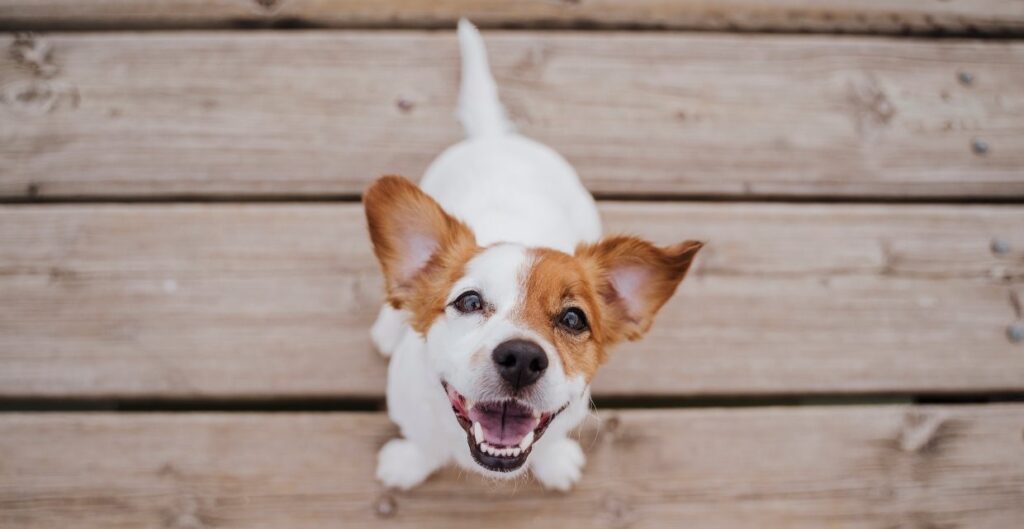 dog mimicking emotions as a way to say i love you